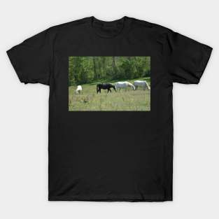 Wild Horse Herd T-Shirt